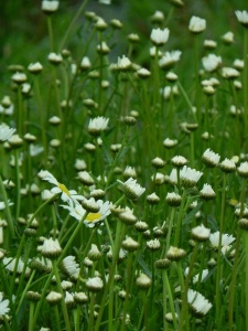 100325 LEUVUL00 12
