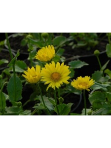 103437 DORORI02 13
