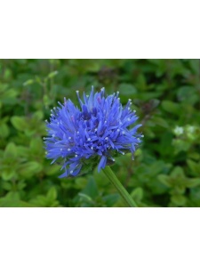 103929 JASLAE01 12