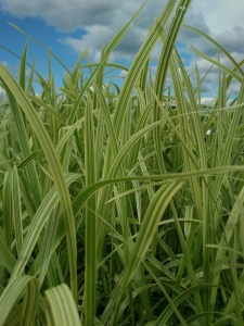106565 GLYMAX01 12