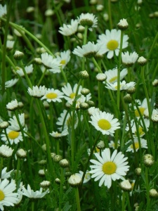 109556 LEUVUL00 11