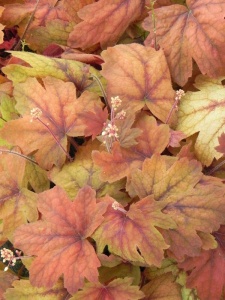 111021 HEUTIA07 11