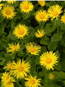 117885 DORORI01 11
