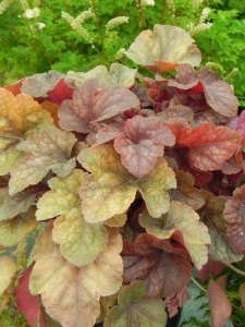 120443 HEUTIA08 13