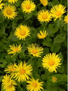122745 DORORI00 11