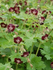 125516 GERPHA00 11