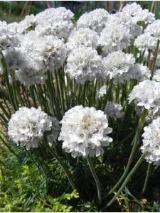 125874 ARMMAR02 12