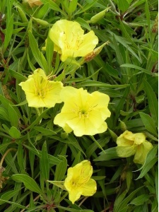 126065 OENMIS00 11