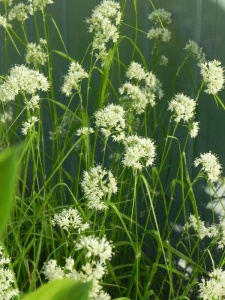 126967 LUZNIV01 11