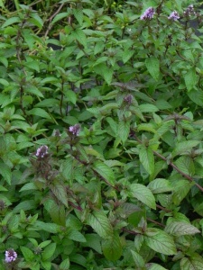 130674 MENPIP01 12