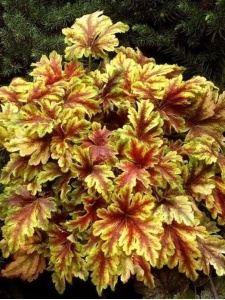 135710 HEUTIA04 11