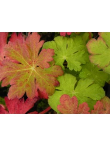 140710 GERMAC01 12