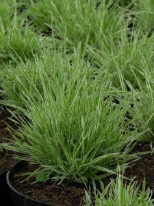 145615 HOLMOL01 11