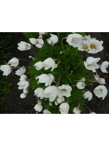152316 ANESYL00 12