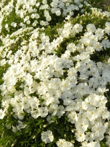 153299 PHLDOU03 11