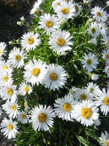159934 ASTALP03 11