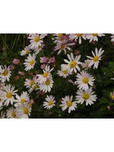 175563 CHRARC01 13