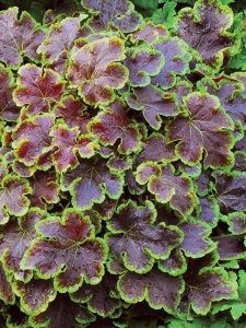 185442 HEUTIA02 11