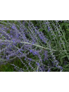 185615 PERATR00 12