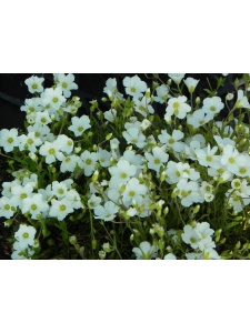 190333 AREMON02 12