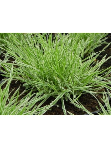 255017 HOLMOL01 12