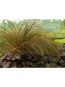 263092 CARFLA00 12