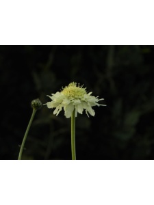 51232 CEPGIG00 12
