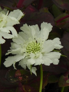 66184 SCACAU02 11