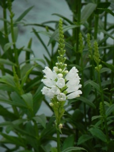 71560 PHYVIR02 11
