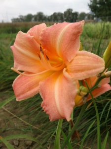 72072 HEMHYB05 11