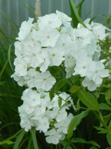 72576 PHLPAN06 12