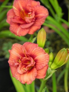 74450 HEMHYB20 11