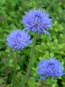 78197 JASLAE01 11