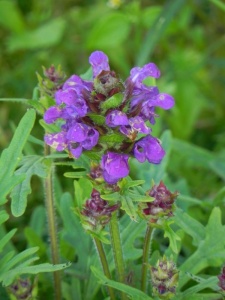 81718 PRUGRA01 13