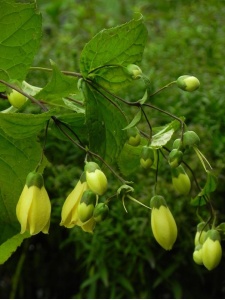 81873 KIRPAL00 11