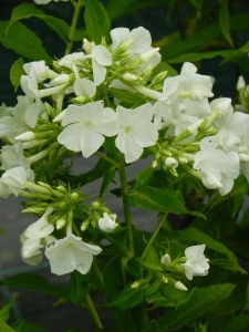 82857 PHLPAN06 13
