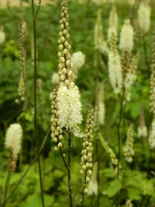 83880 CIMRAC01 13
