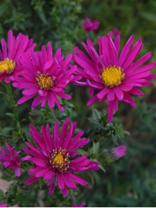 84063 ASTBEL02 12
