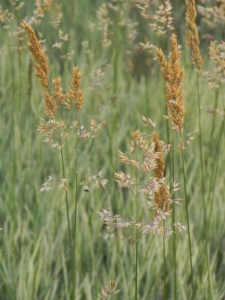 84913 HOLMOL01 13