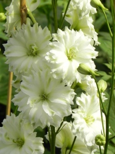 85462 DELELA04 11