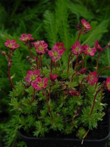91361 SAXARE03 11