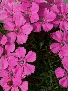 91626 DIAALP00 11