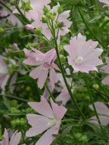 95759 MALALC00 11