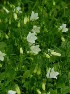 96829 CAMCOC03 13
