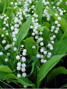 99016 CONMAJ00 11