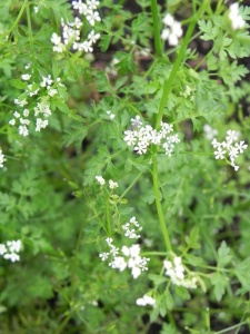 99159 ANTCER00 11