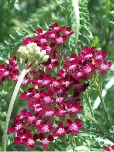 ACHMIL09 11