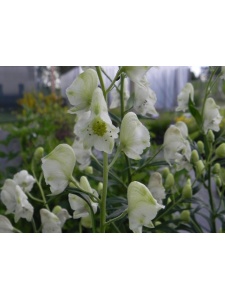 ACONAP01 14