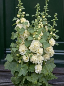 ALCROS13 11