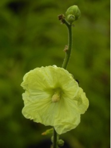 ALCRUG00 11